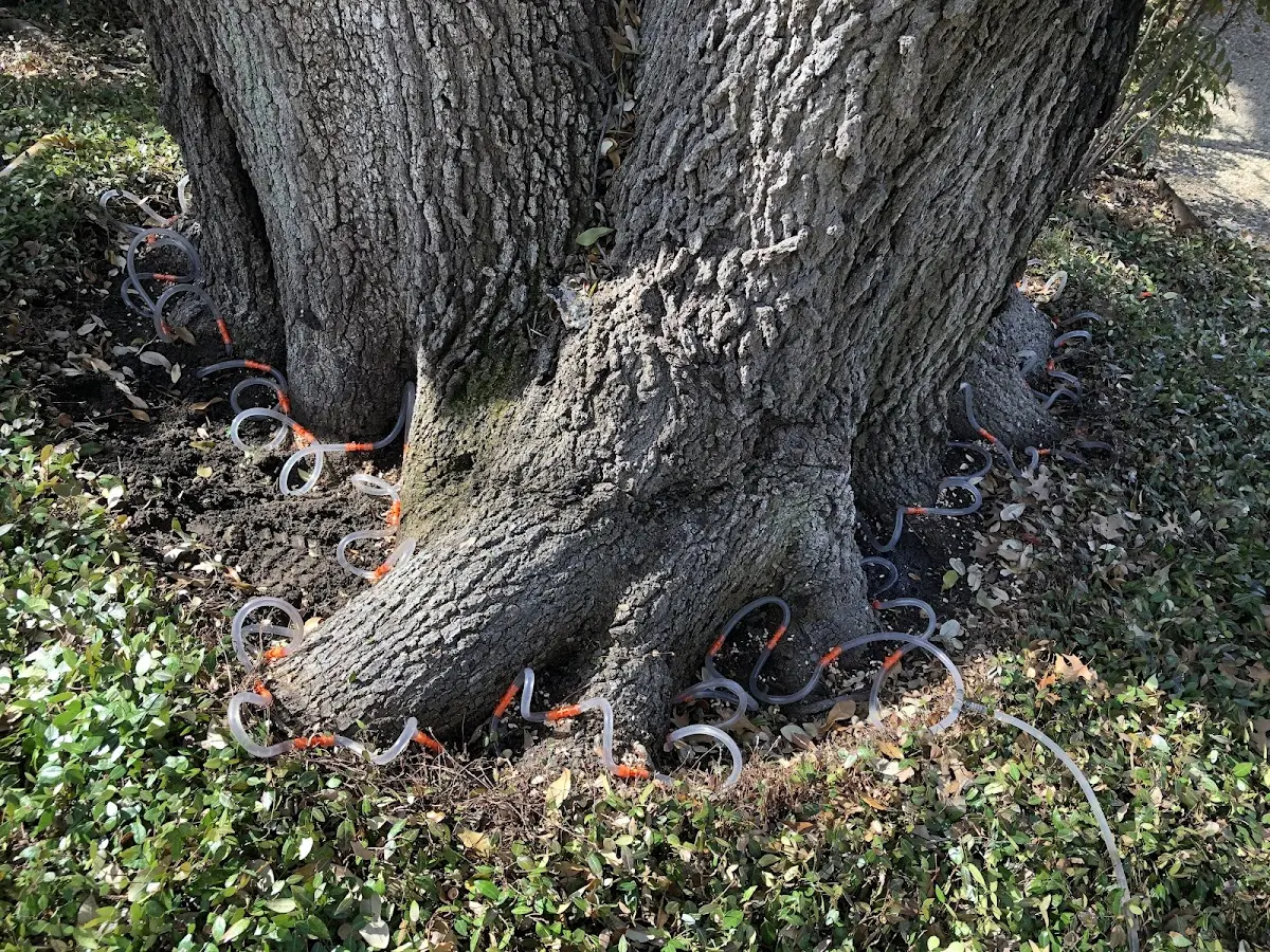 Detailed Tree Cabling and Bracing job site in Fairdale