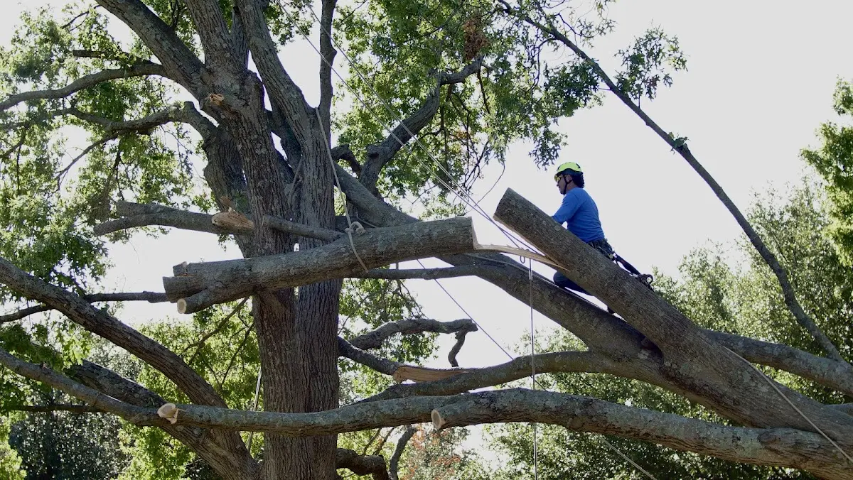 Professional Crown Thinning performed by certified arborists in Fairdale