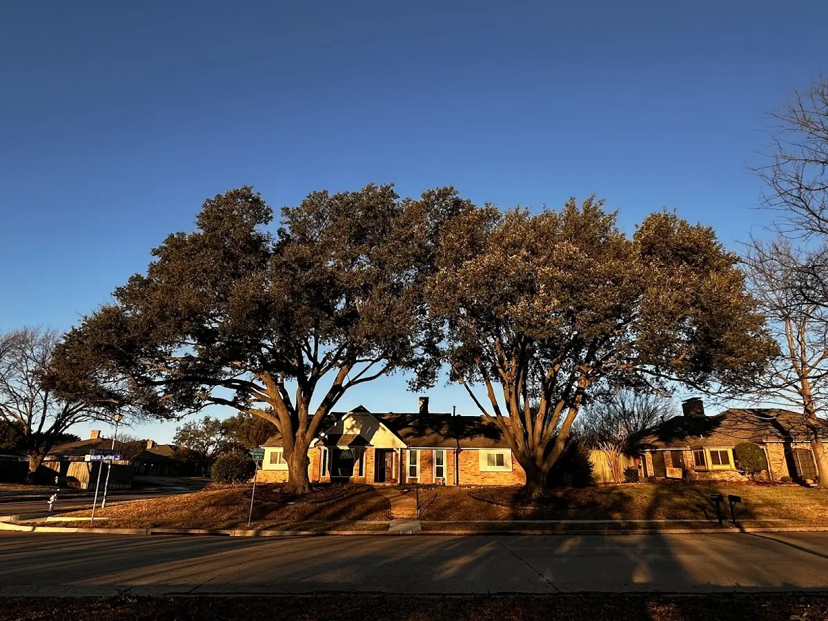 Established residential canopy tree shading a home in Fairdale